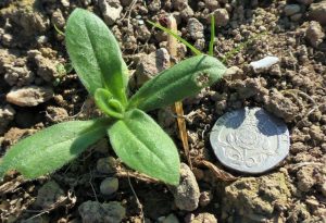Corncockle Seedling