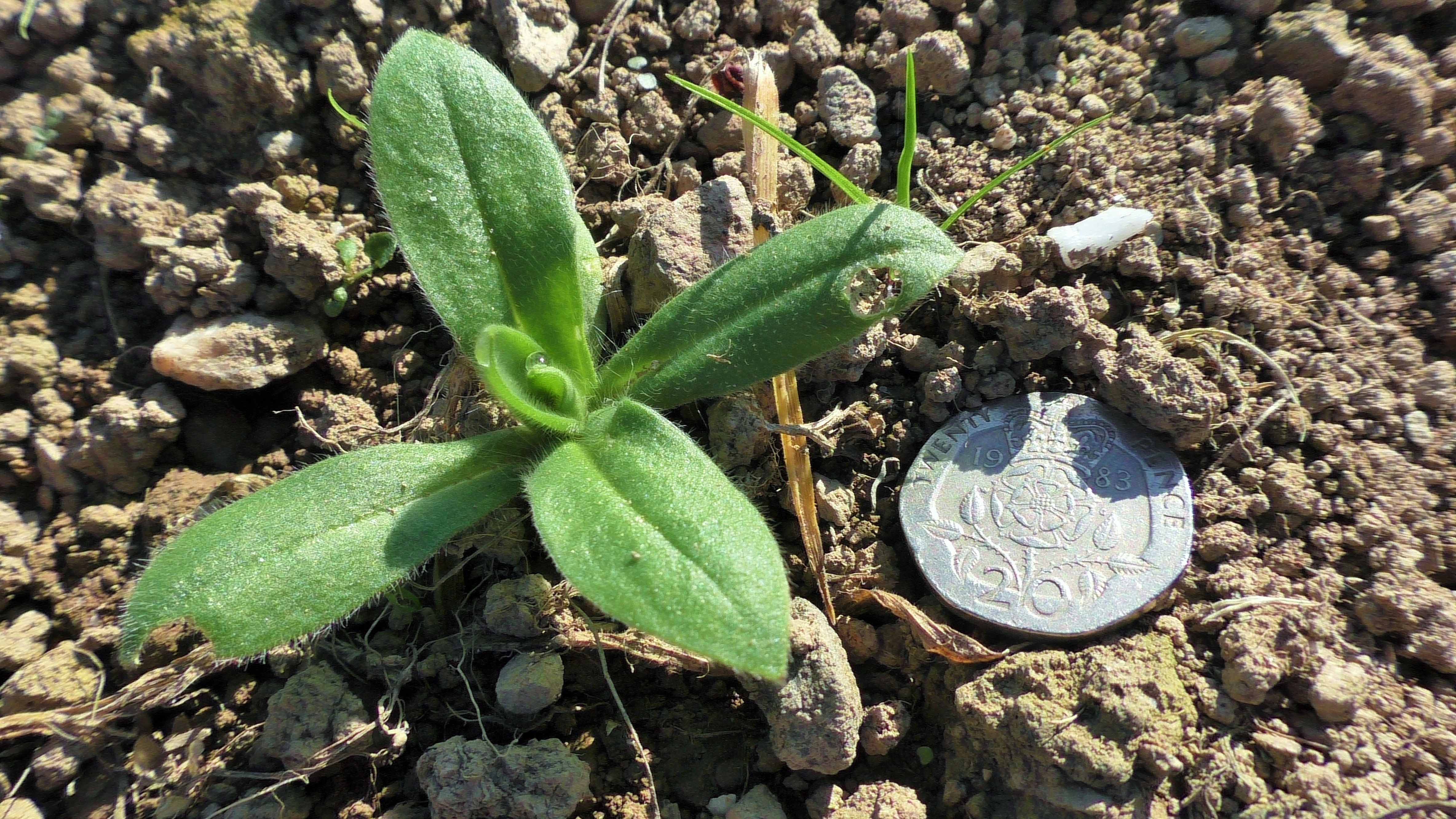 Corncockle Seedling