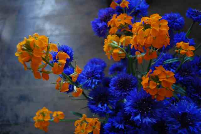 Cornflowers-Blue-Boy