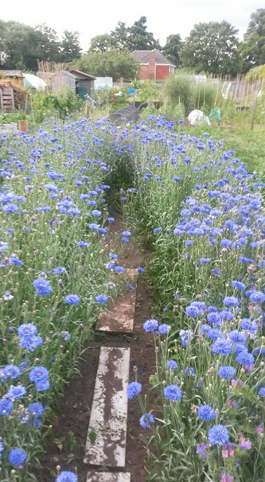 Emma Abrew's cornflower meadow...I bet the bees were having kittens......well...you know what I mean...