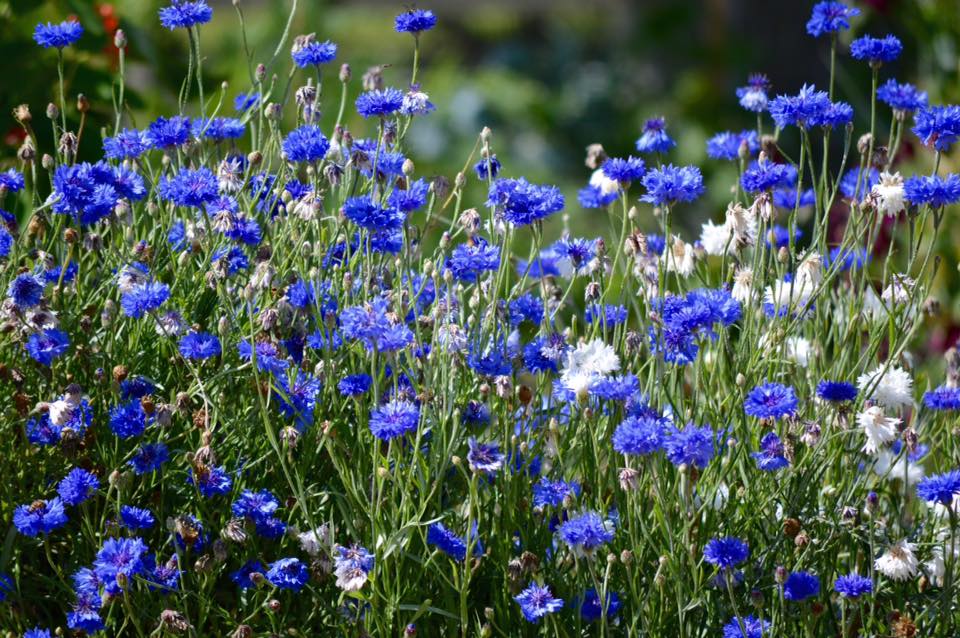 Thank you to Jan Bingley for this. You can see how the older blooms start to go pale. Cornflowers are best harvested just as they are starting to open. Don't forget you can dry them if you have too many. 