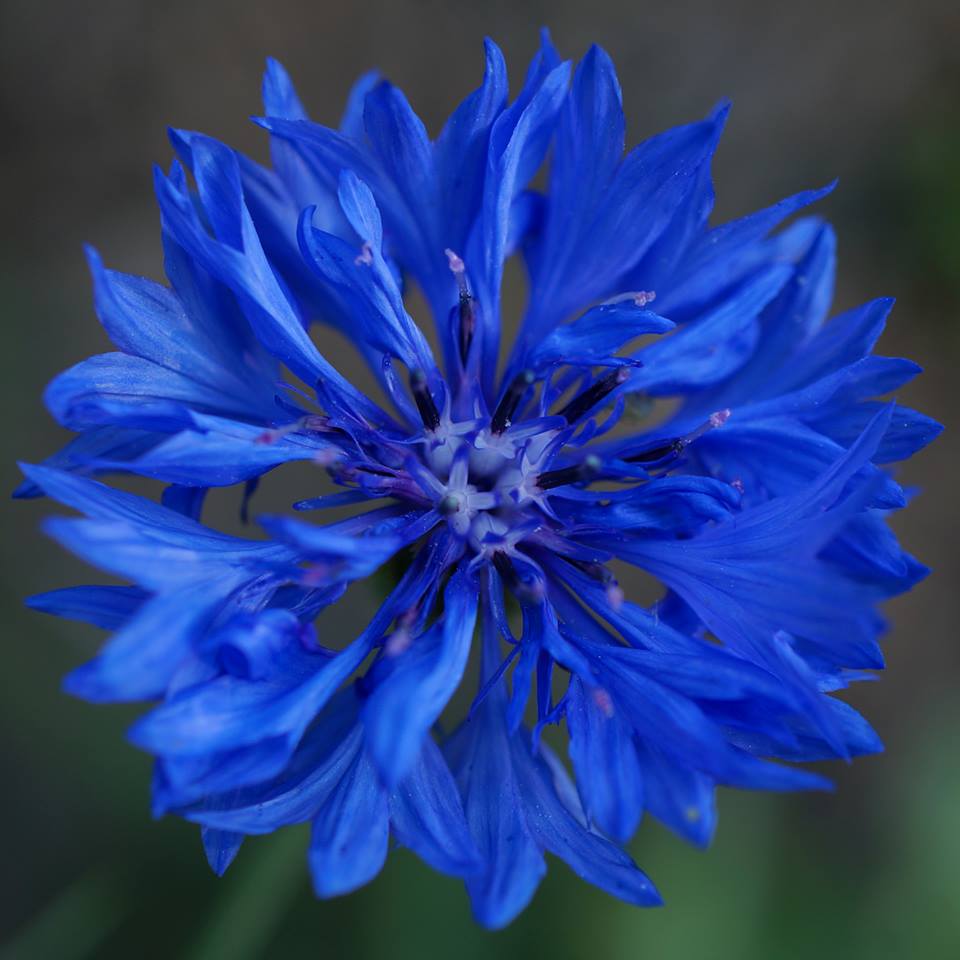 Thanks for this one Majorie Morrison...this pic demonstrates what an intense colour cornflowers can have. 