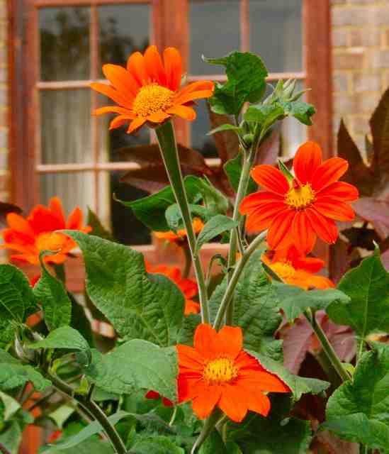 Tithonia 'Torch' grown at Trinity College Cambridge.