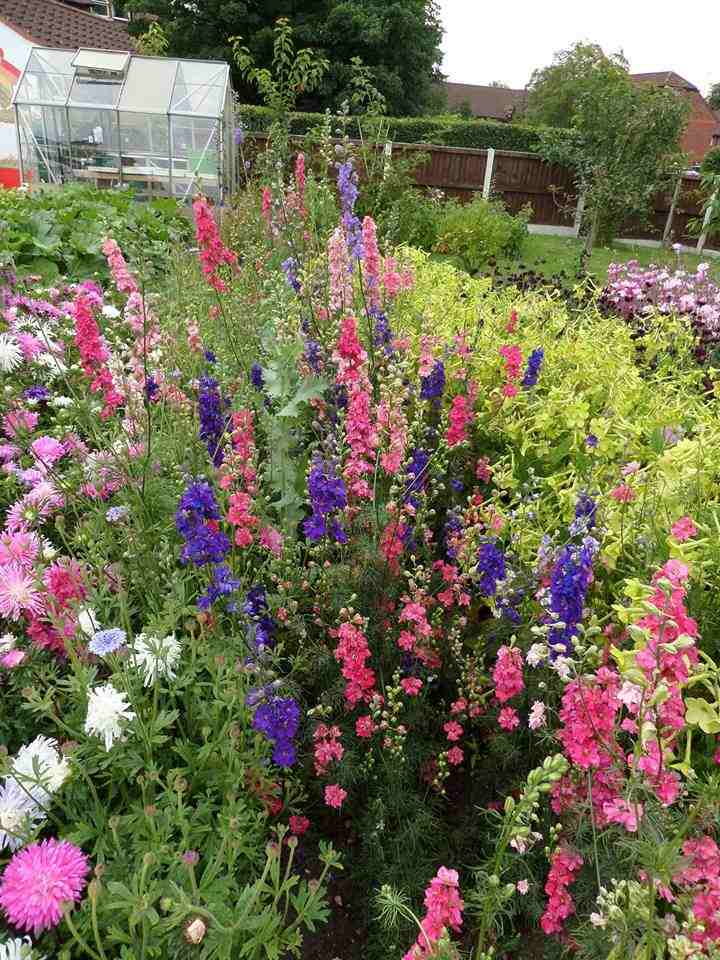 Beautiful Larkspur grown by our delightful customer Valerie Jones...and some pretty good Nicotiana 