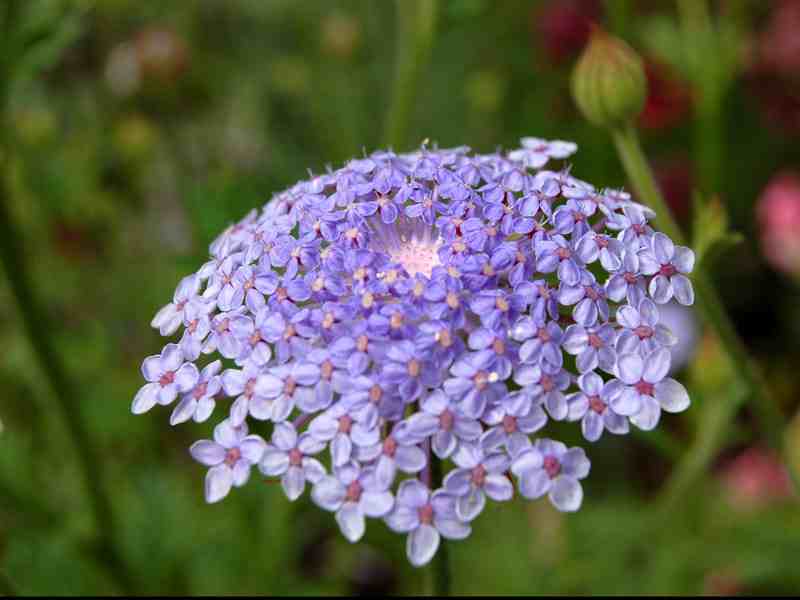 didiscus flower