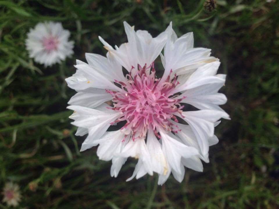 Mark Harrison grew this 'Classic Romantic' beauty..one of the three variety of Cornflowers that I stock in the shop.