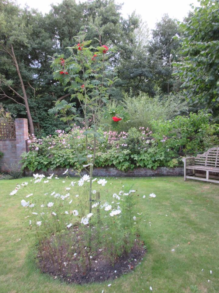 Thank you to Caroline Mansfield for this pic, Carloine says the soil was quite dry.... I think this has made the plants a little lacking in foliage and perhaps more blooms...but lovely to see under the cherry.