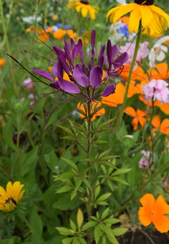 Thanks to Rosie McKerrell for this pic of her 'Violet Queen' Cleome.