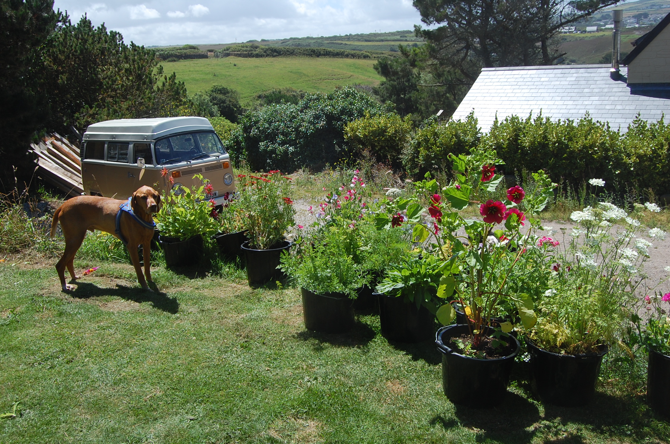 http://higgledygarden.com/wp-content/uploads/2016/01/DSC_0272.jpg