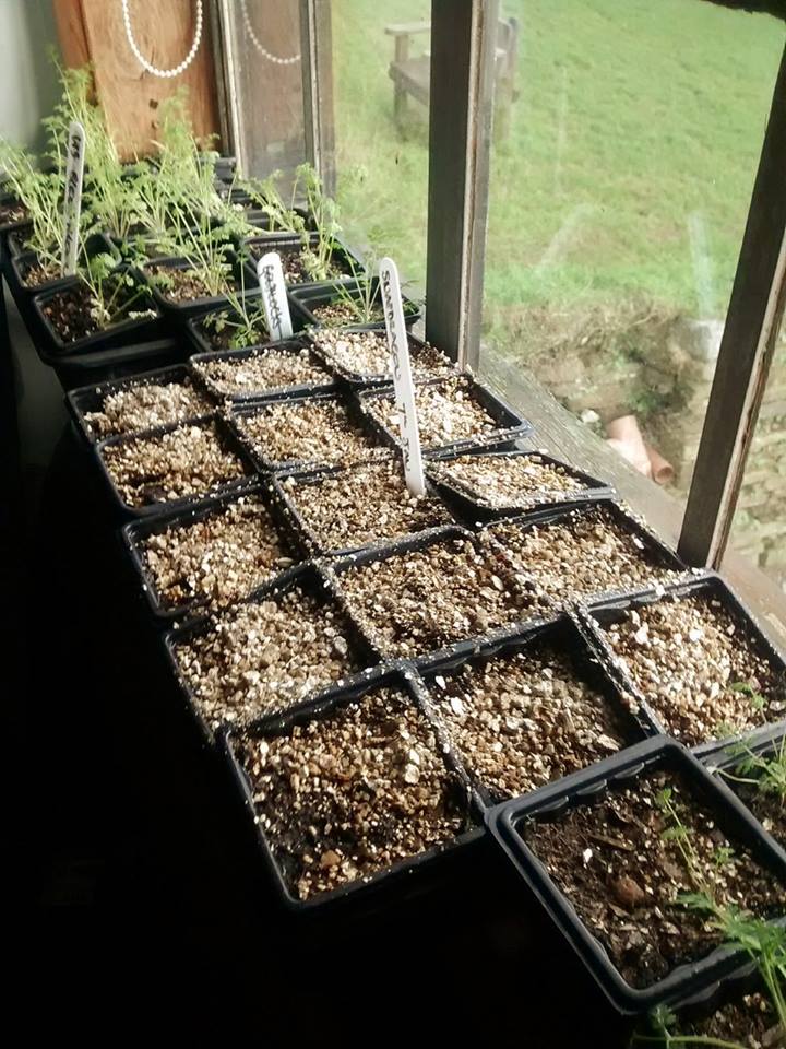 First tray of Snapdragons sown up.