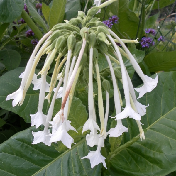 nicotiana