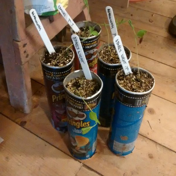 Autumn Flower School. What Seeds To Sow When. #3