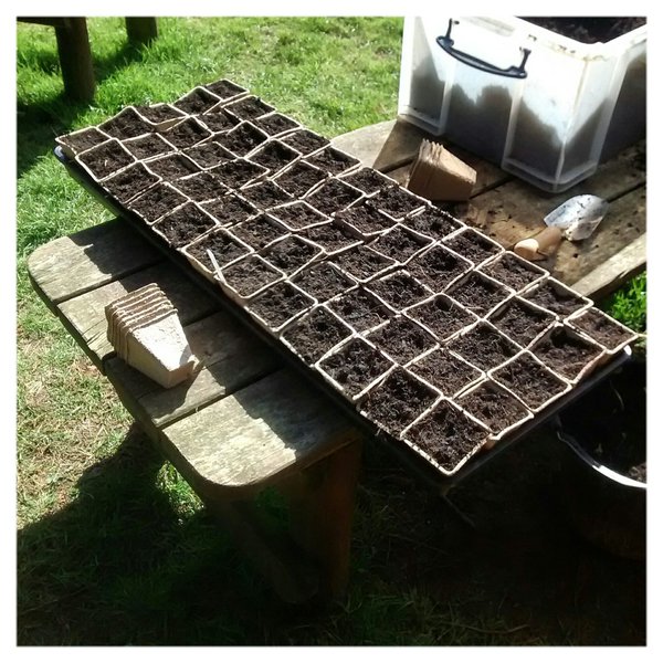 zinnia seeds in pots