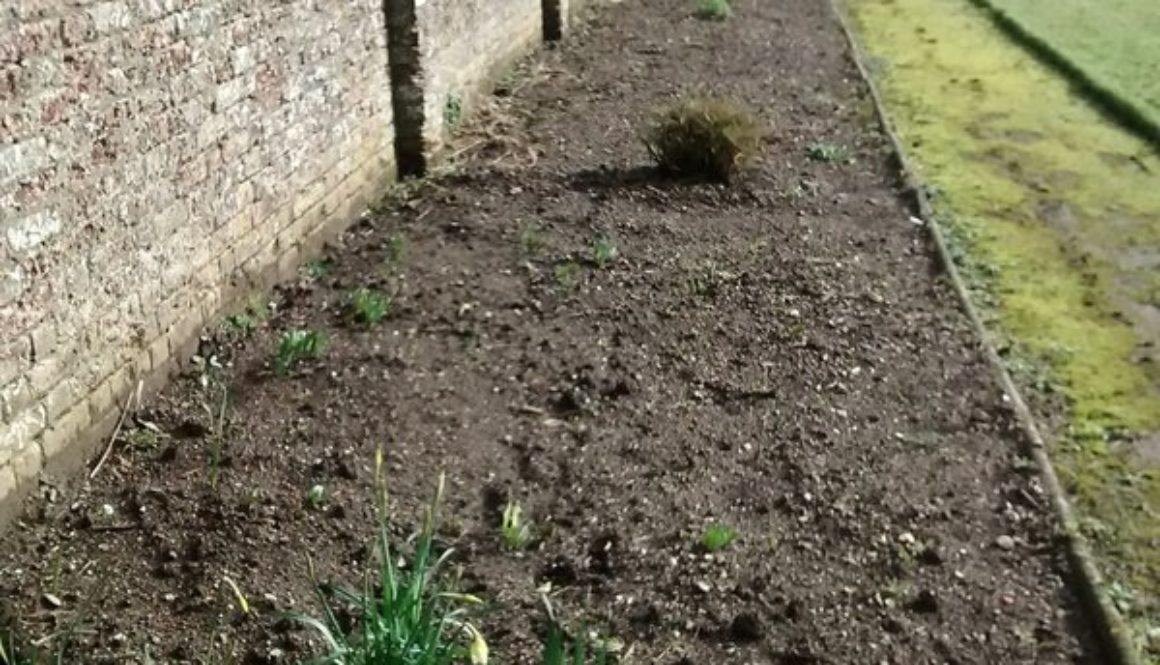 The Port Eliot Walled Garden. 2016. One of the beds in the main quadrangle.