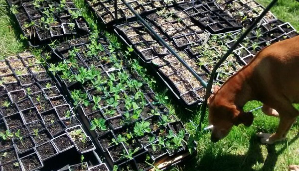 Port Eliot Festival. Flower Garden Update. Furface checking seedlings for rabbits.
