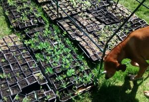 Furface checking seedlings for rabbits.