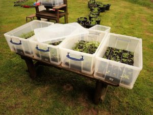 Storage boxes as mini-greenhouses. A guide.