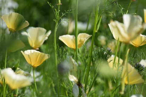 Eschscholzia