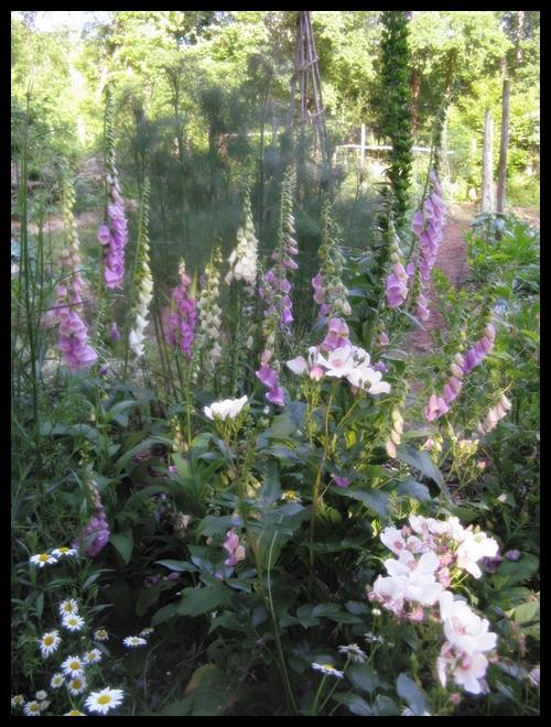 Best biennial flowers for the cutting garden.