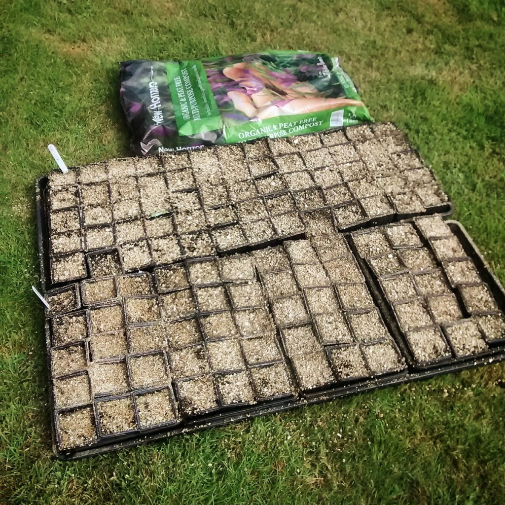 Biennials sown in New Horizon Peat Free Compost.