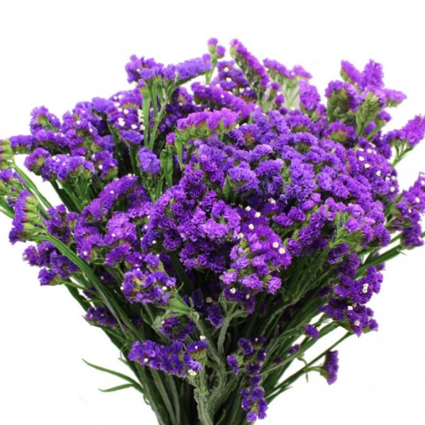 Statice ‘Sky Blue’ Higgledy Garden