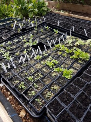 Sowing Annual Flowers. Late April Update.