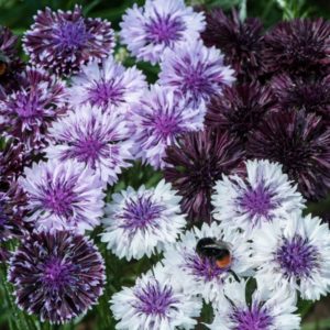 Centaurea Cynus – Cornflower ‘Classic Magic'.