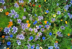 Sowing up a bee-friendly flower patch in autumn. (Or spring for that matter.)