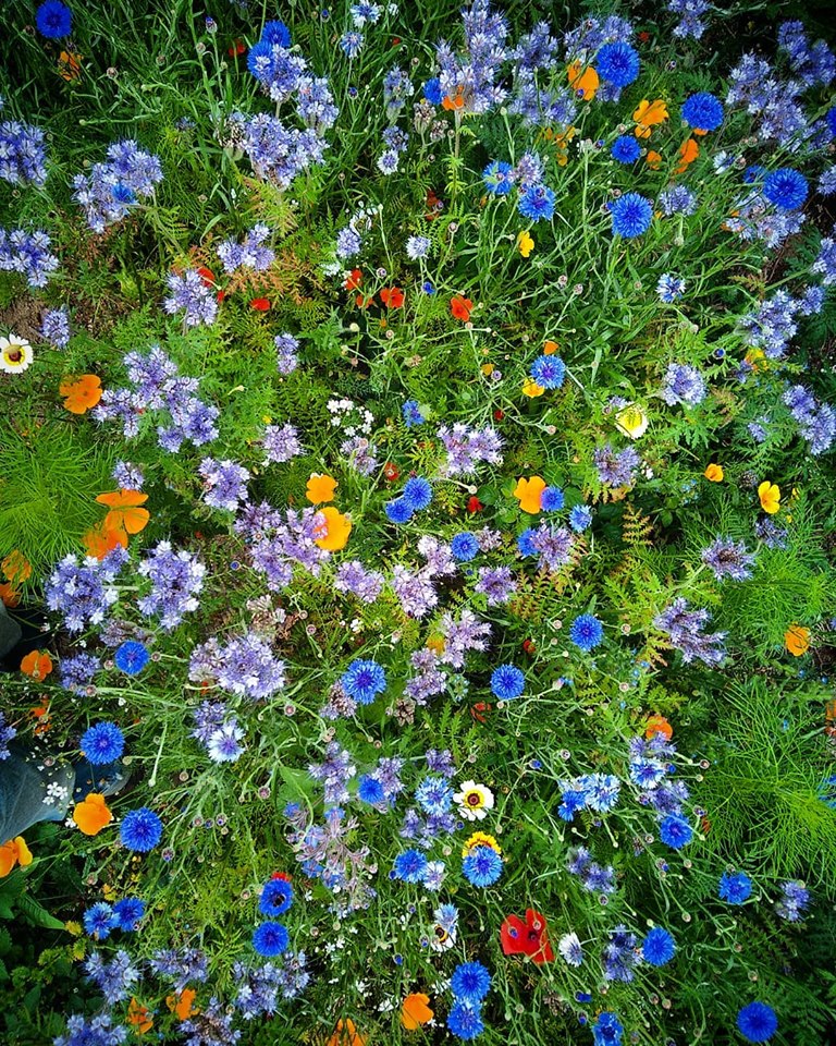 Sowing up a bee-friendly flower patch in autumn. (Or spring for that matter.)