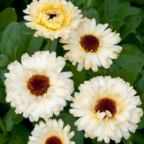 Calendula. ‘Ice Maiden’. AKA ‘Snow Princess’ – Higgledy Garden