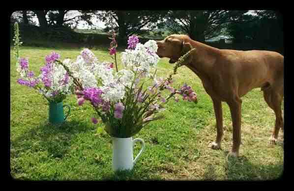 June/July. Time to sow biennials.