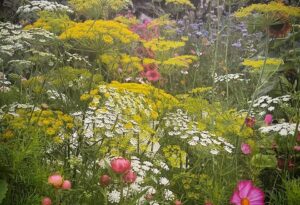 How to direct sow (into the soil) a cutting patch of annual flowers.