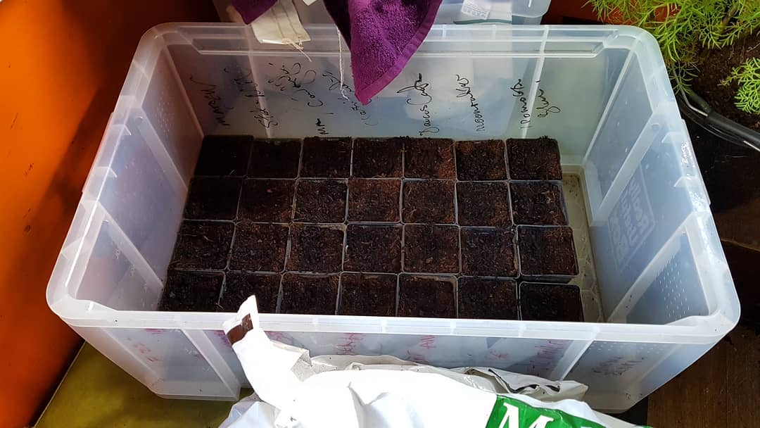 A Higgledy method of sowing hardy annuals. September 8th.