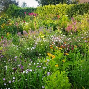 The Higgledy patch at Bluebell Cottage last year was mainly hardy annuals and looked wonderful. All so easy to grow,