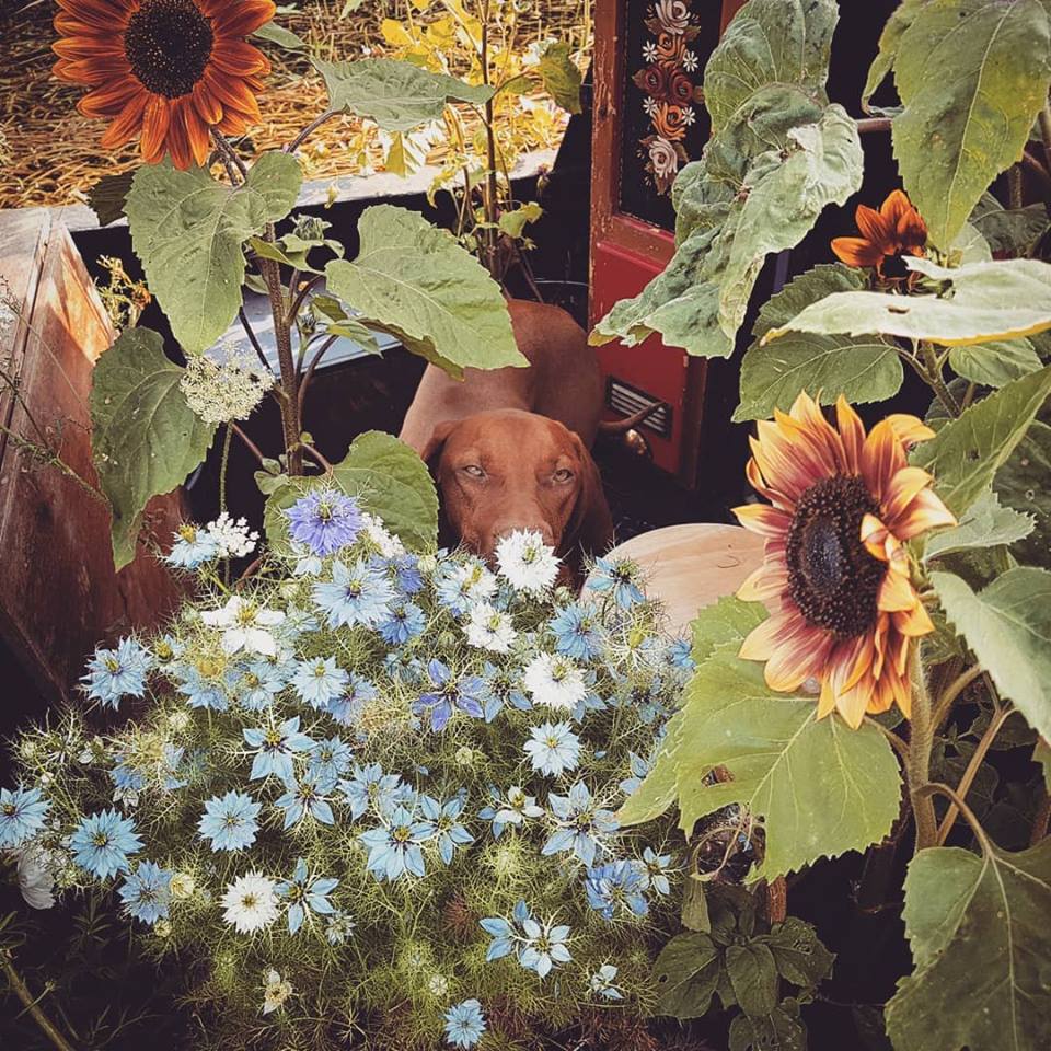 Autumn Sowing Of Hardy Annual Flowers.