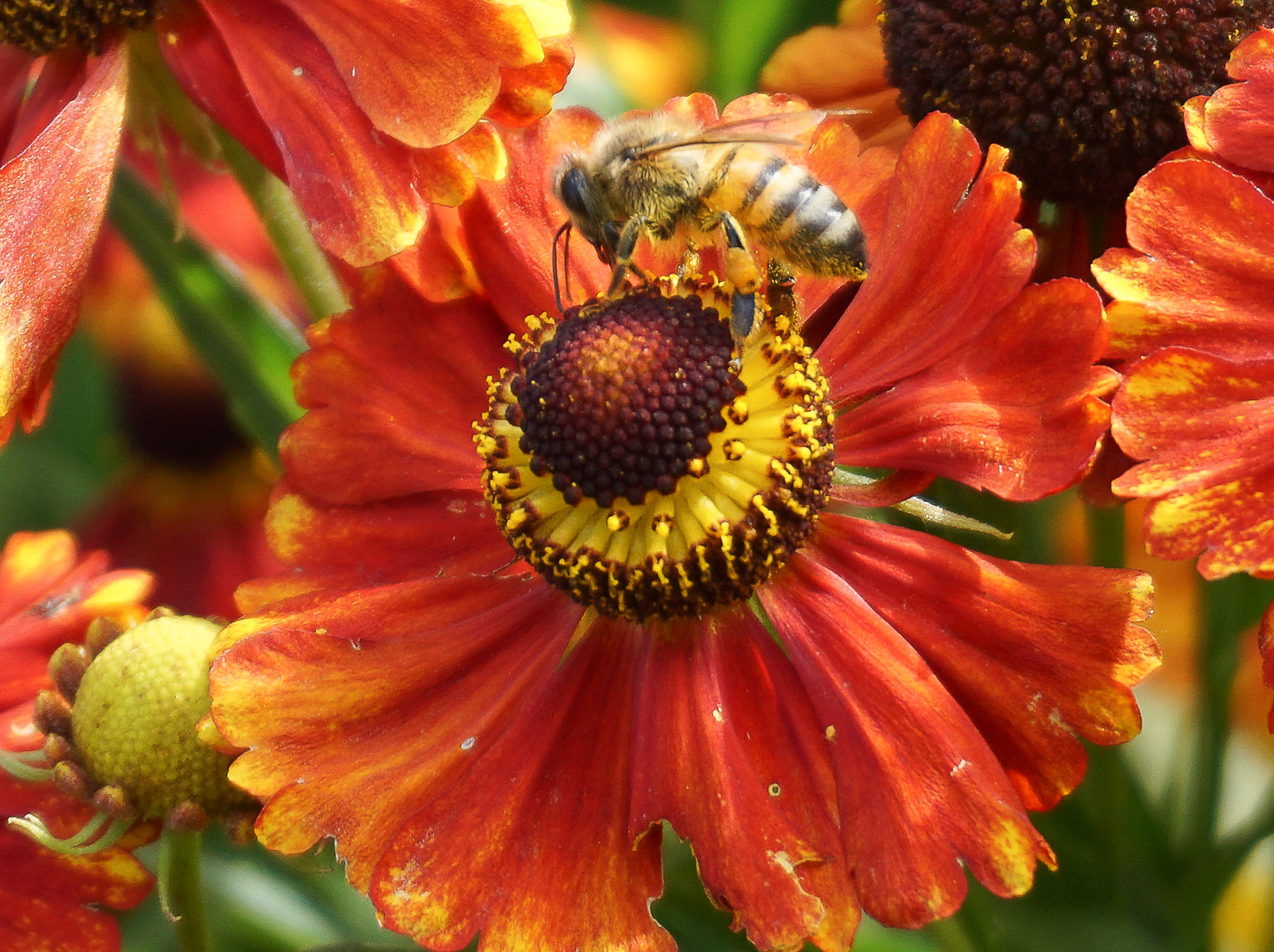 Ask not just what your bees do for you…but what you can do for your bees!