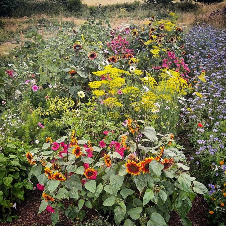 A narrow path (over grown) 10 meter x 10 meter patch I grew on the Suffolk coast.