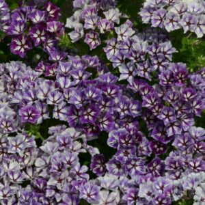 Phlox 'Sugar Stars'.