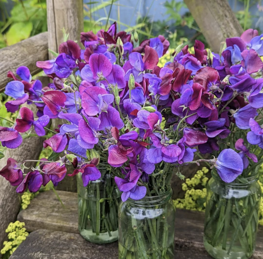 Sweet Peas grown from seed.