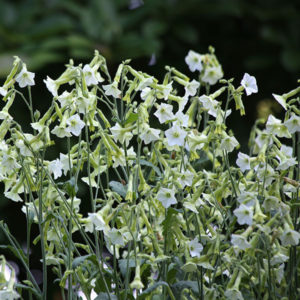 Nicotiana 'Starlight Dancer' (Limited number)
