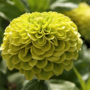 Zinnia 'Envy'