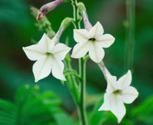 Grow along with Higgers #2 Nicotiana. March 24th.