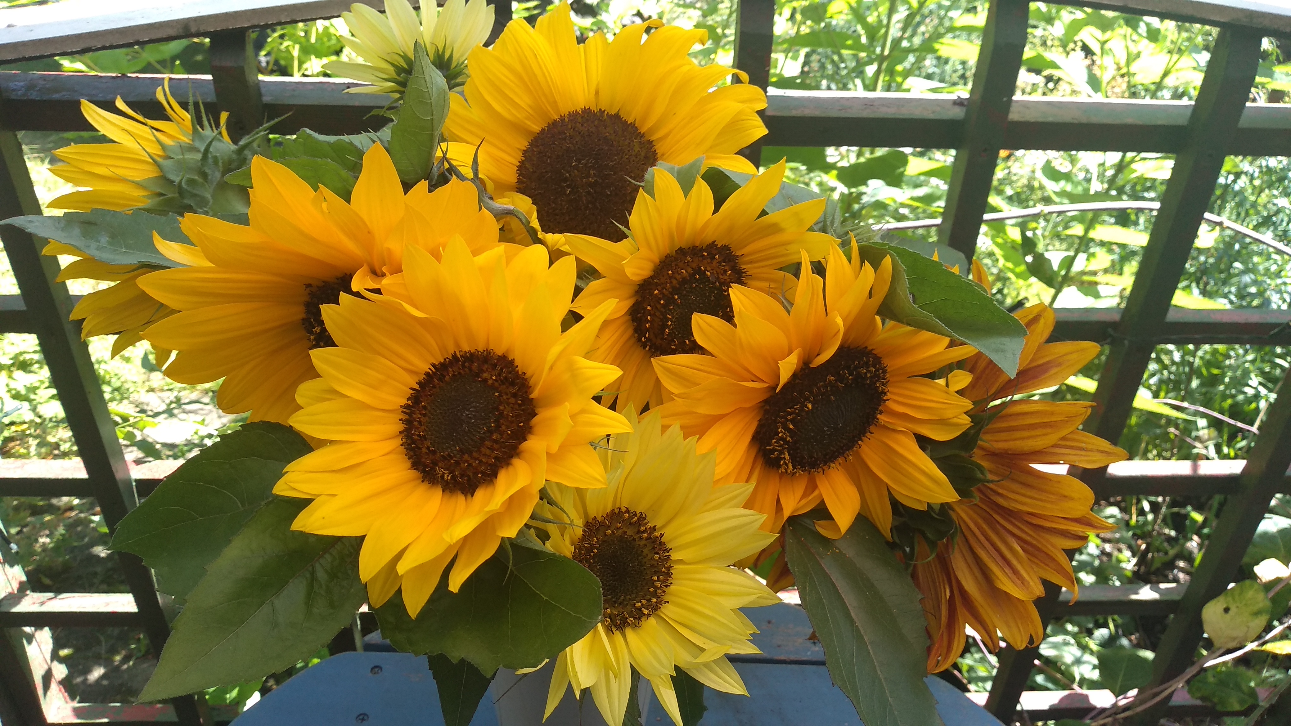 Time to sow some sunshine! Sunflowers to make you smile.