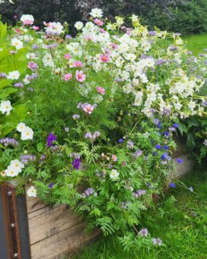Cut flower garden tips. Prepping flower beds. Two methods.