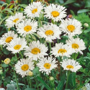 Chrysanthemum 'Crazy Daisy' (Perennial)