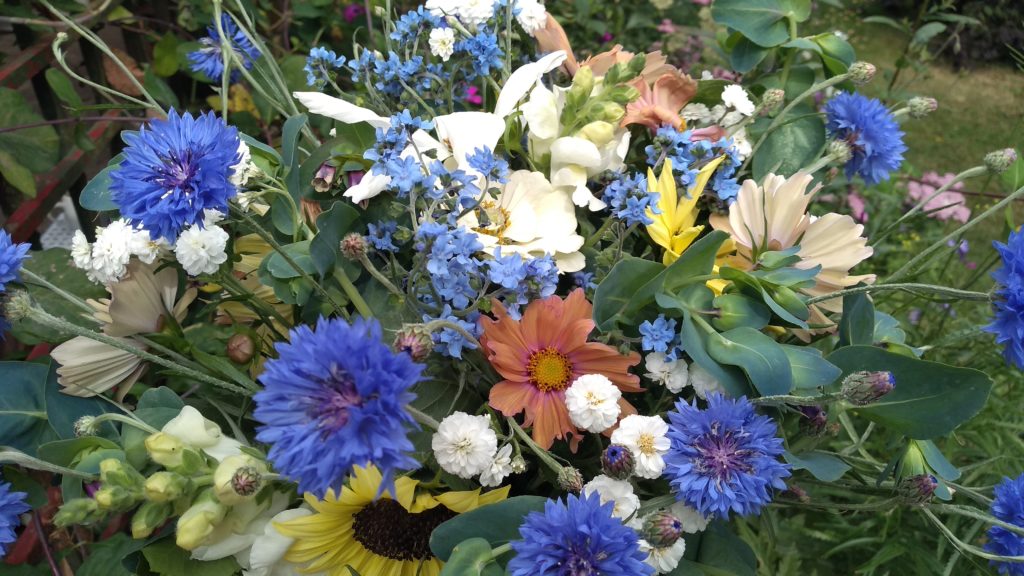 Colourful Cornflowers Higgledy Garden