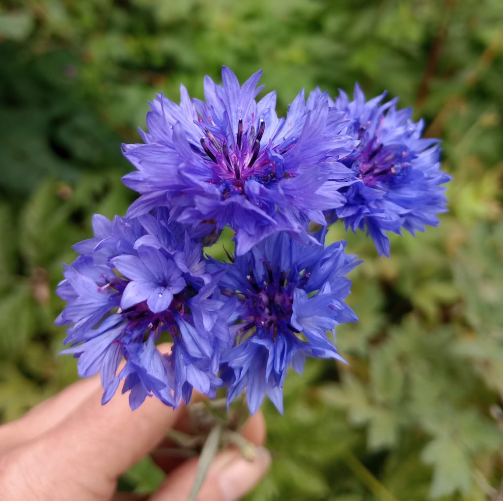 Colourful Cornflowers Higgledy Garden