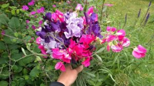 Sweet pea sowing in the autumn