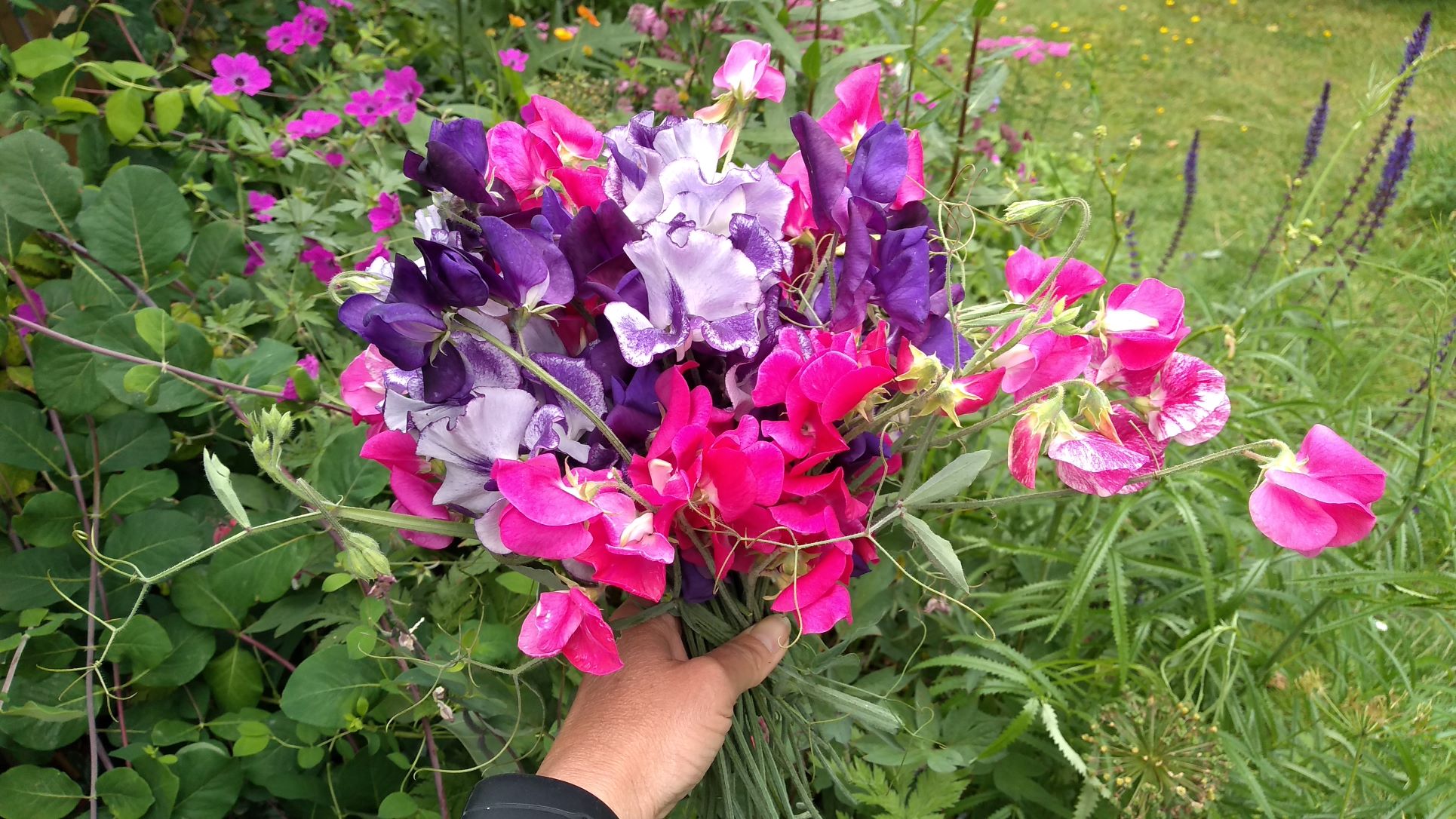 Sweet pea sowing in the autumn