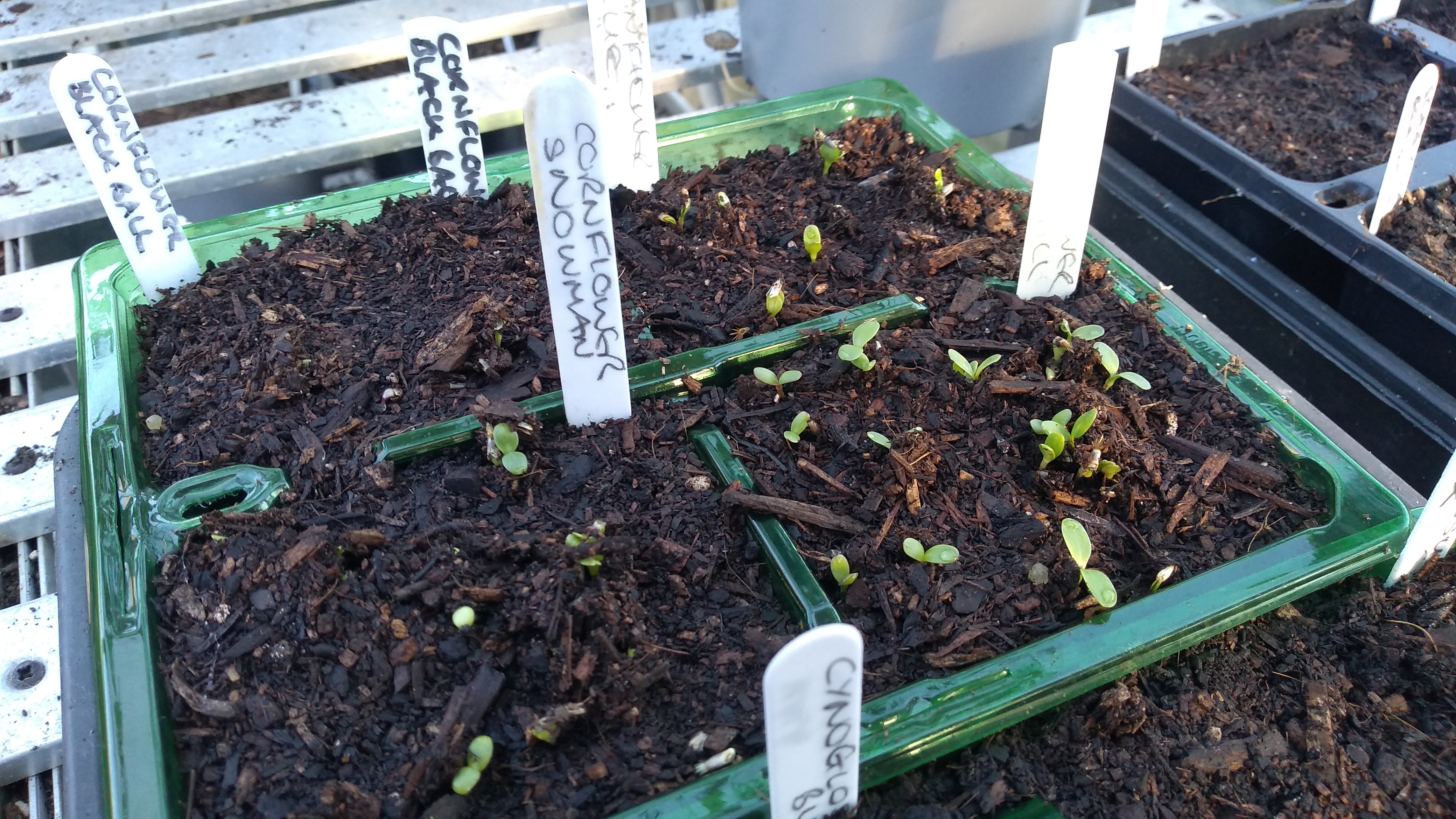 Seed sowing time – a little introduction